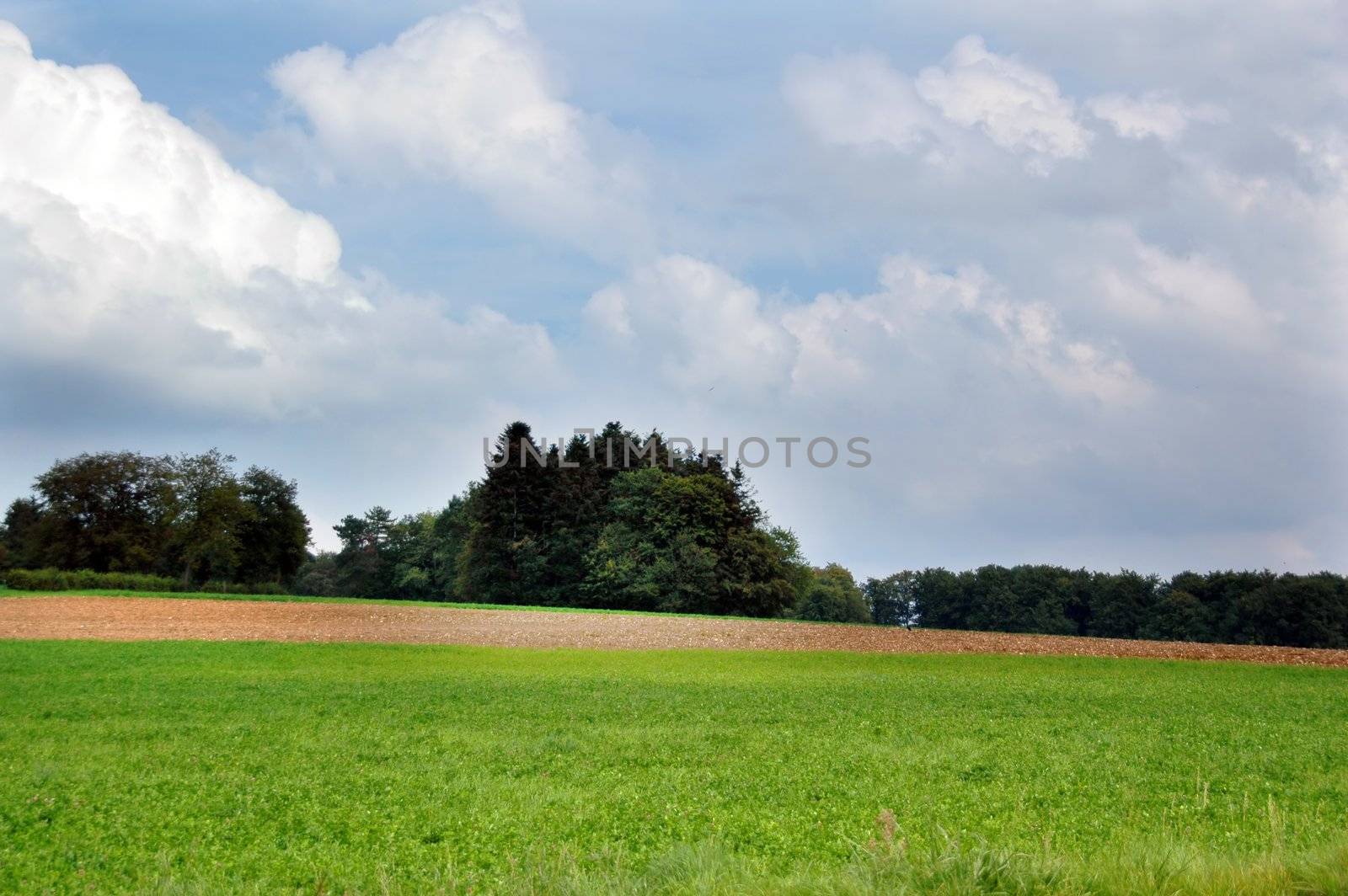 The field and blue sky.