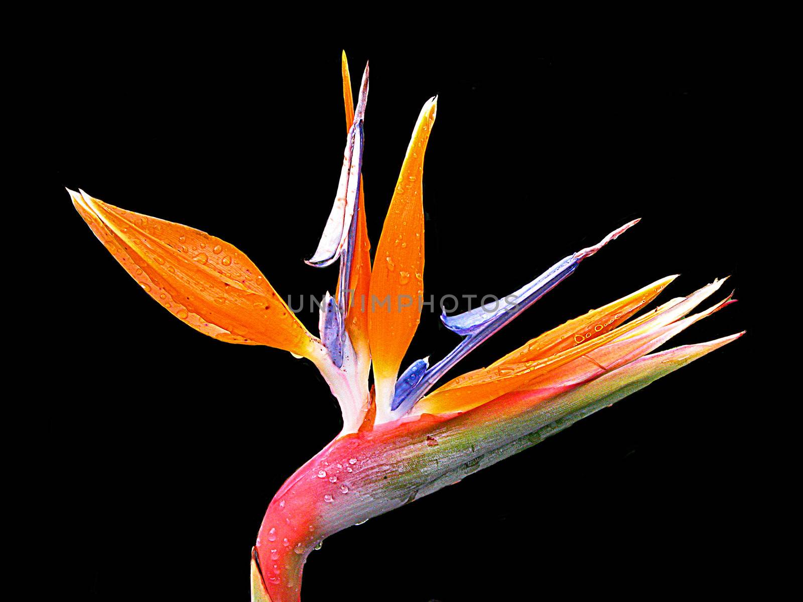 Spring flower with water drops