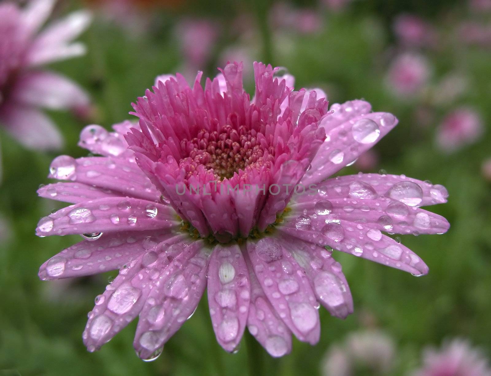Spring flower with water drops