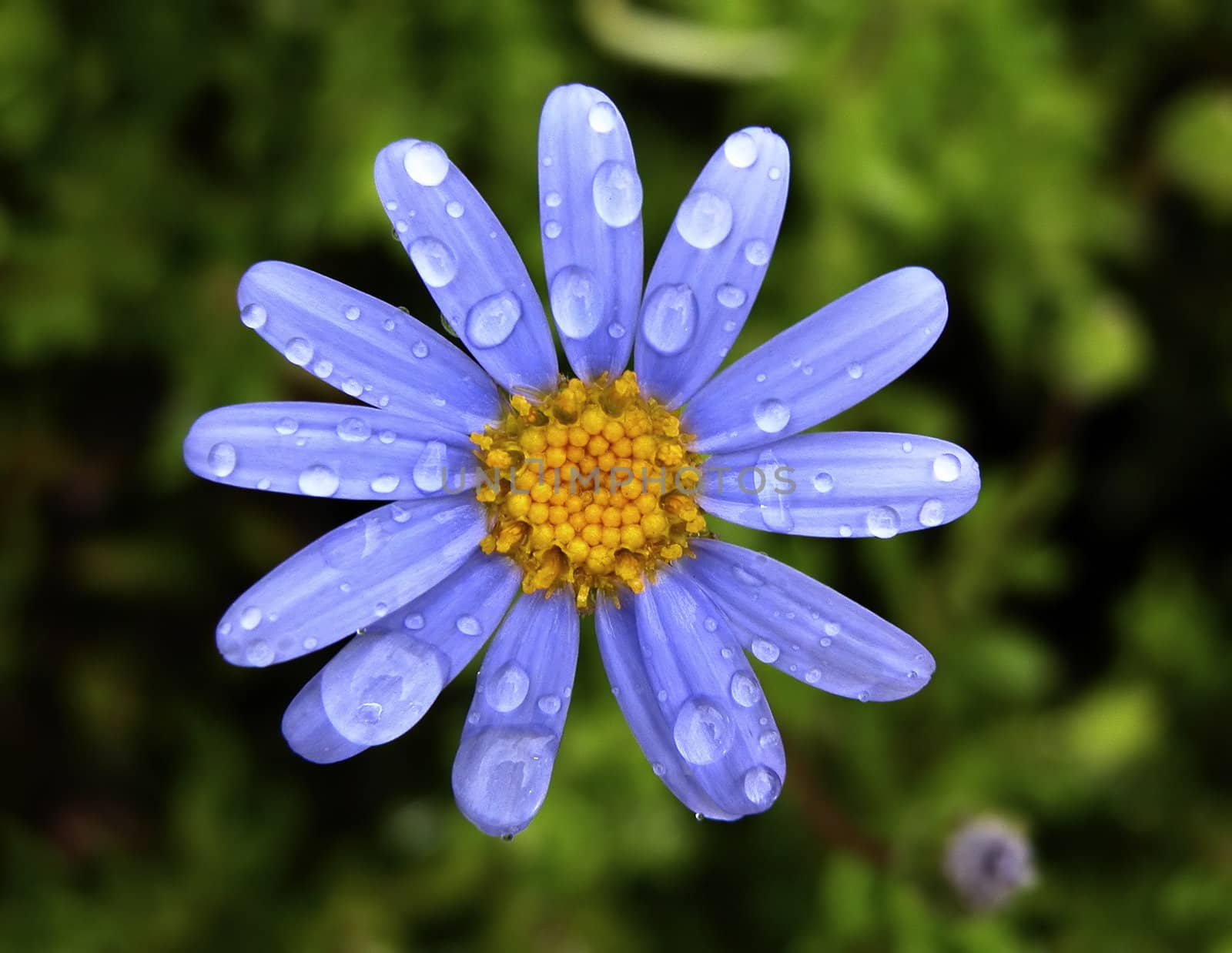 Spring flower with water drops