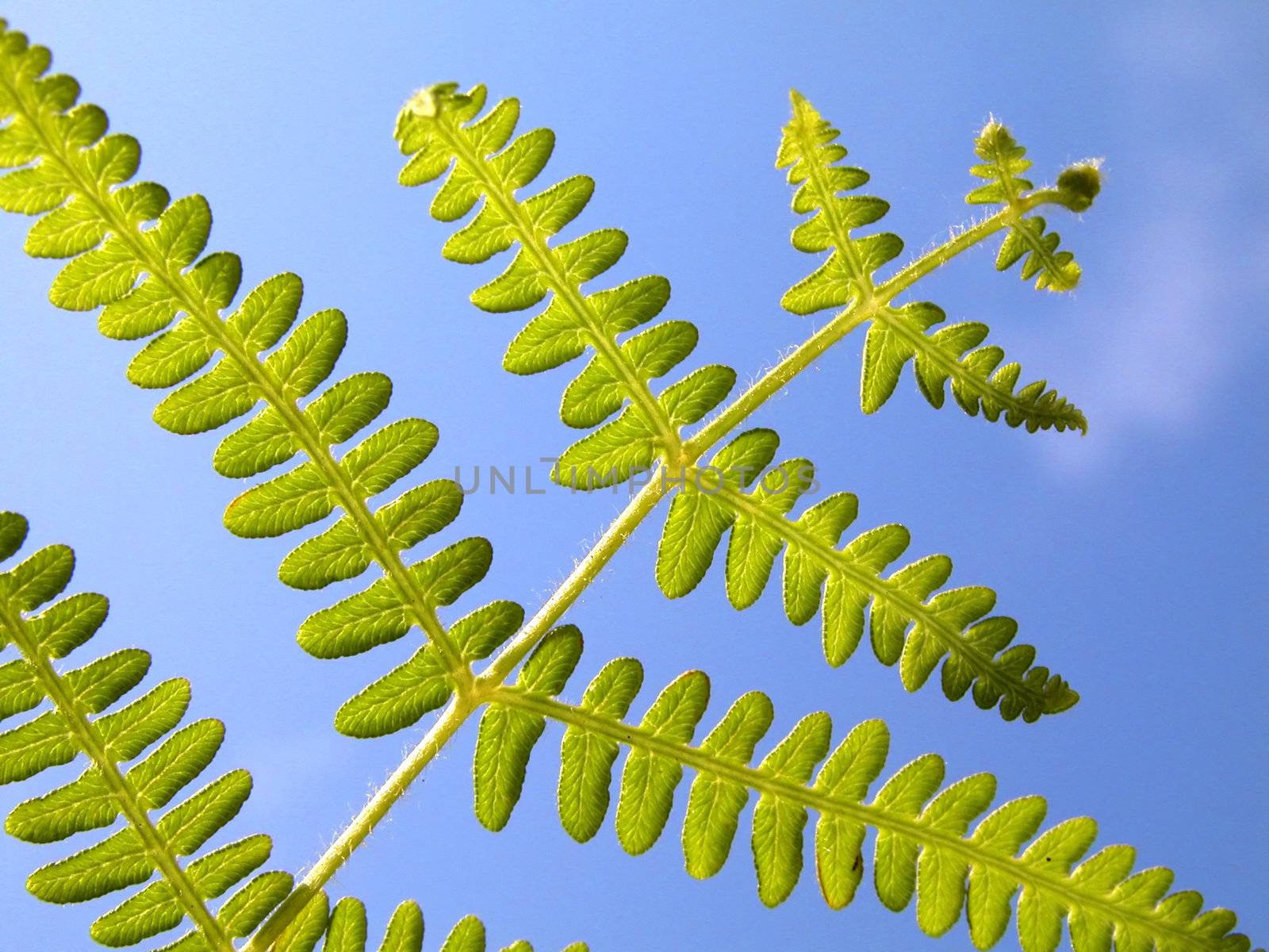 Green Fern with a blue sky on the back