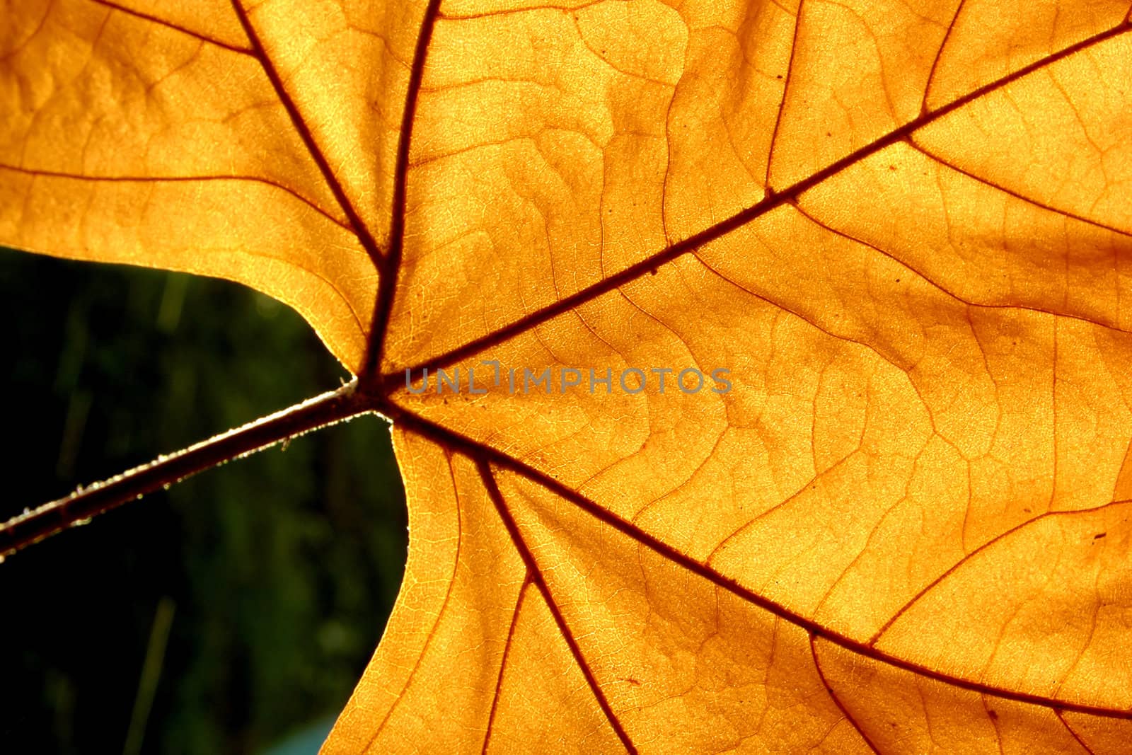 Macro of a Autumn leaf