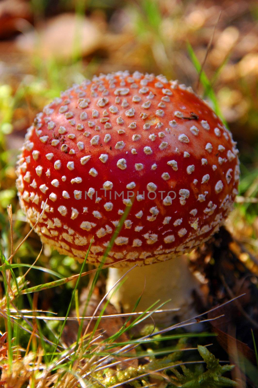 An amanita muscaria toadstool by raalves