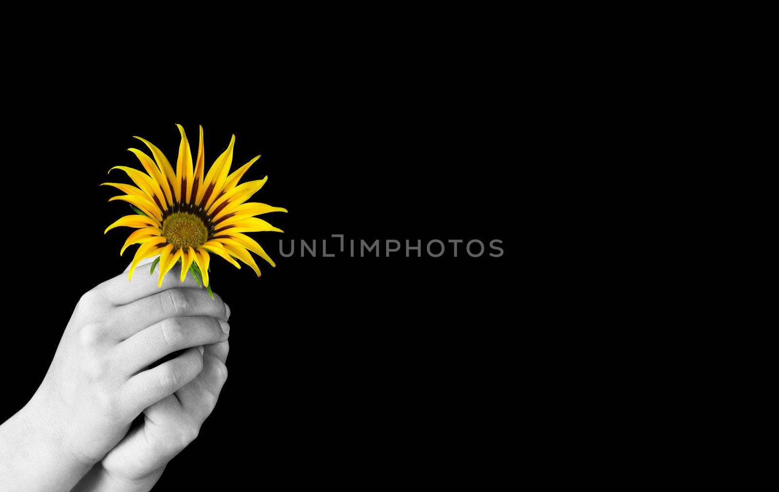 Hands giving a yellow flower