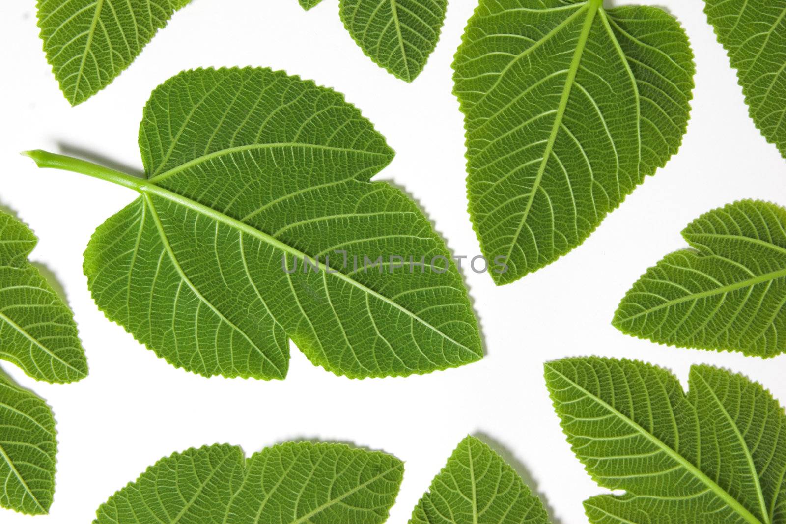 Green leafs isolated in a white background