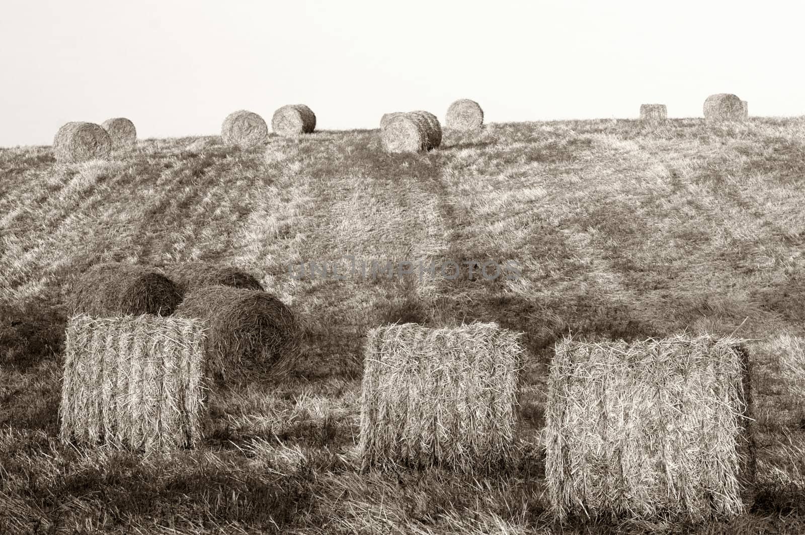 Hay bales standing ready to be collected by Iko