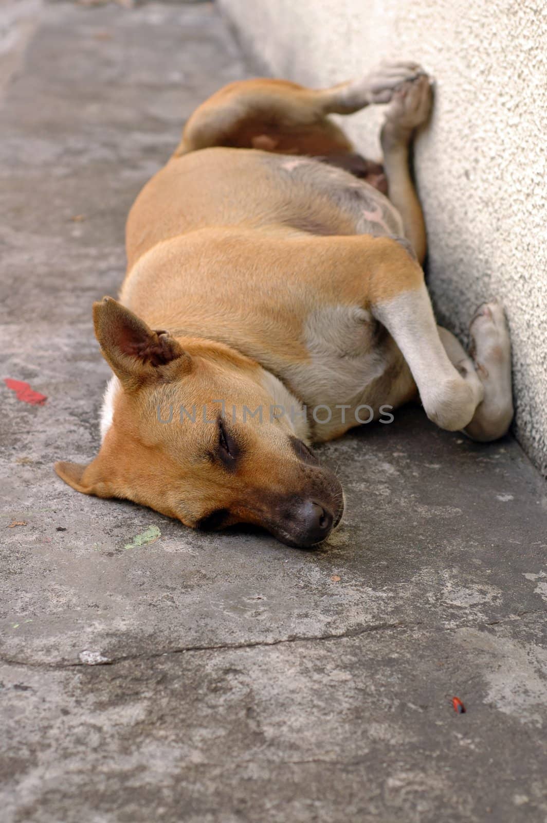 A homeless dog sleeping by the road side