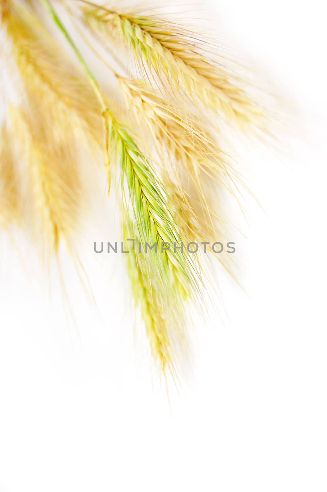 Wheat by Angel_a