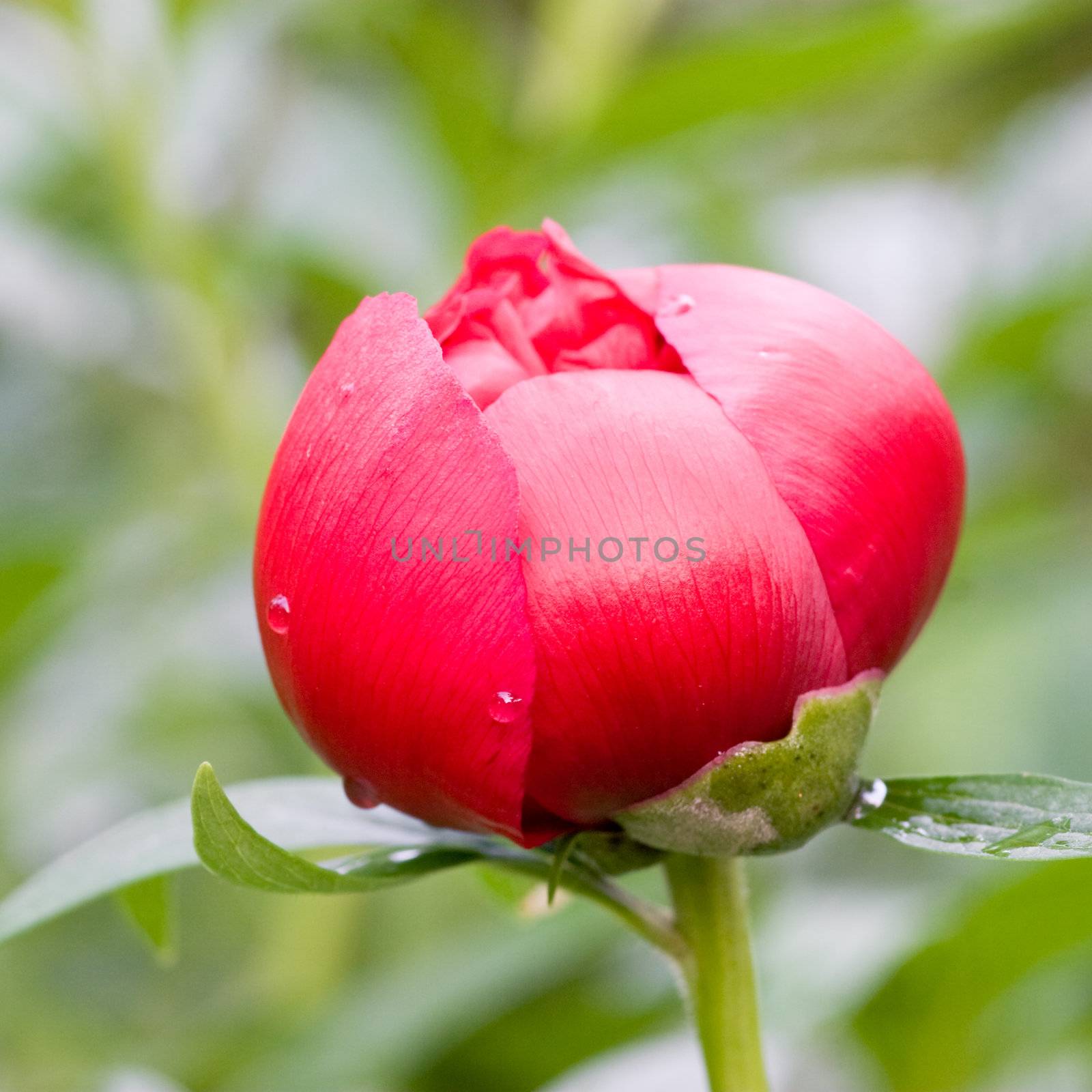 Red Peony bud with raindrops