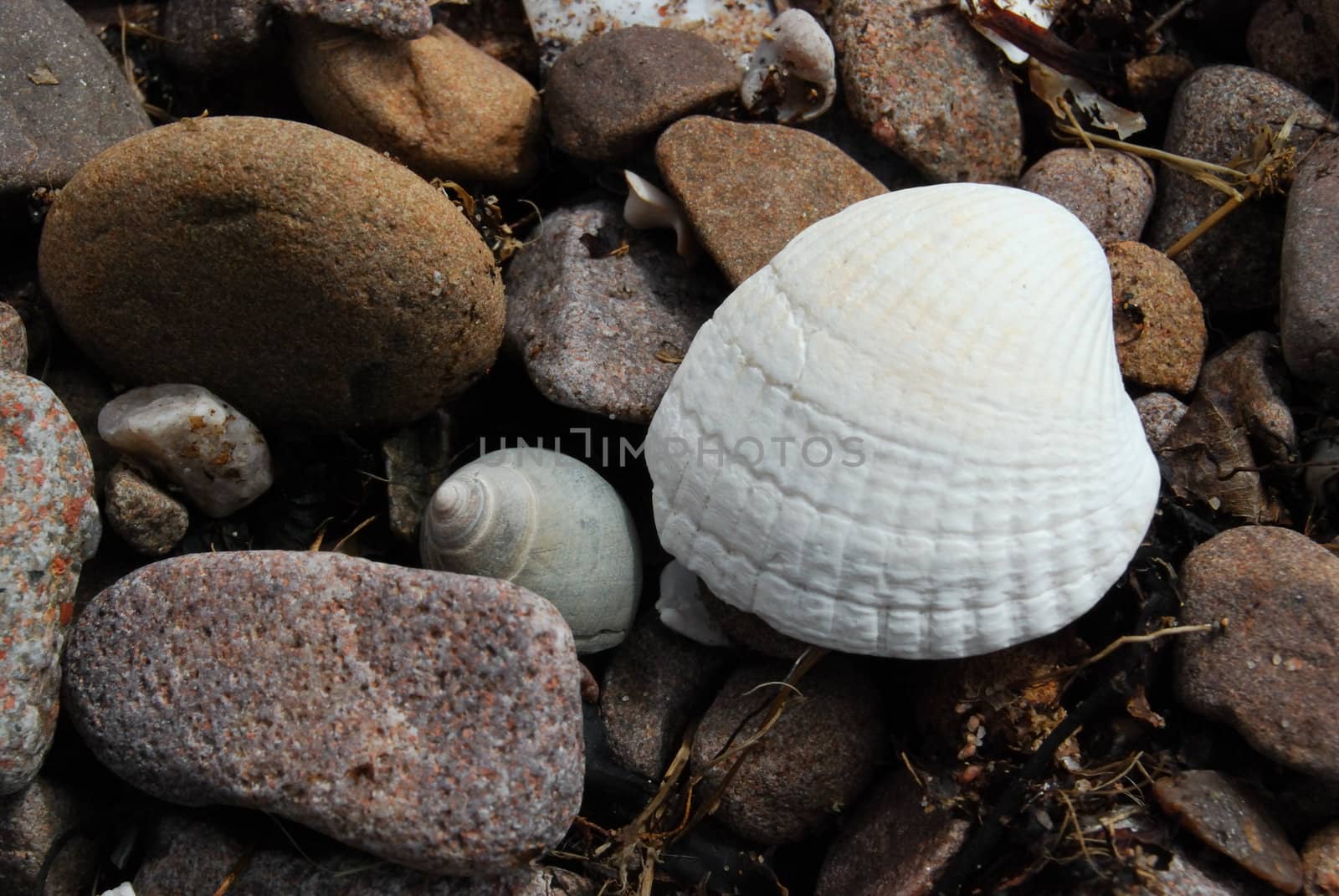 closeup of shells lying on a stony beach