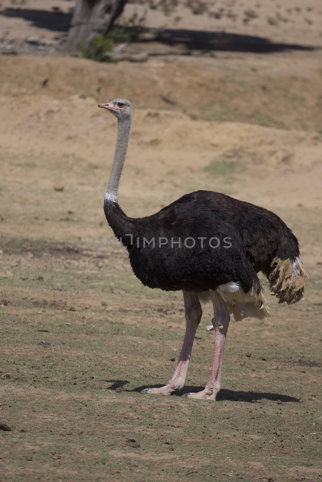 ostrich by jfcalheiros