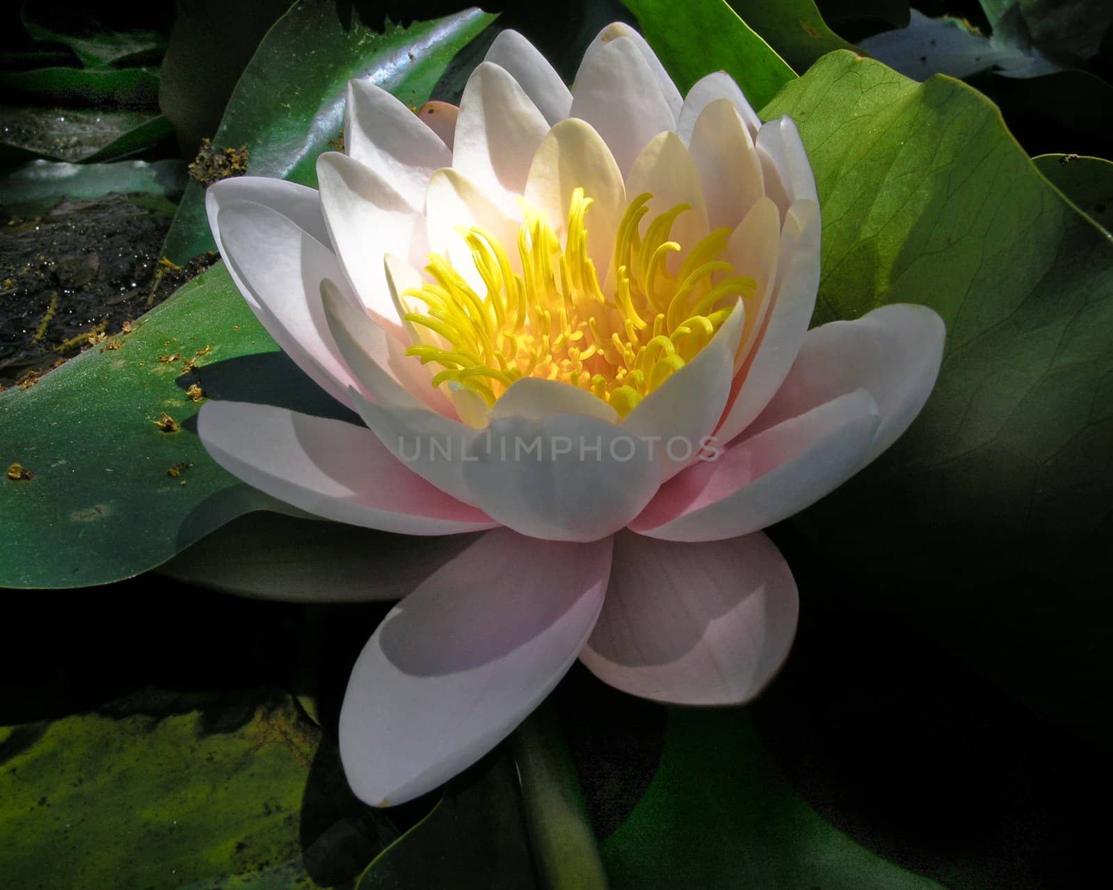 Lotus with green leaves in the pond