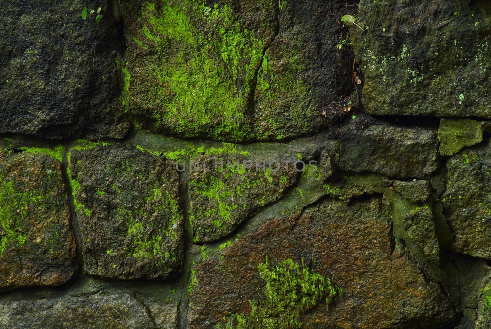 The old stone wall covered by a moss