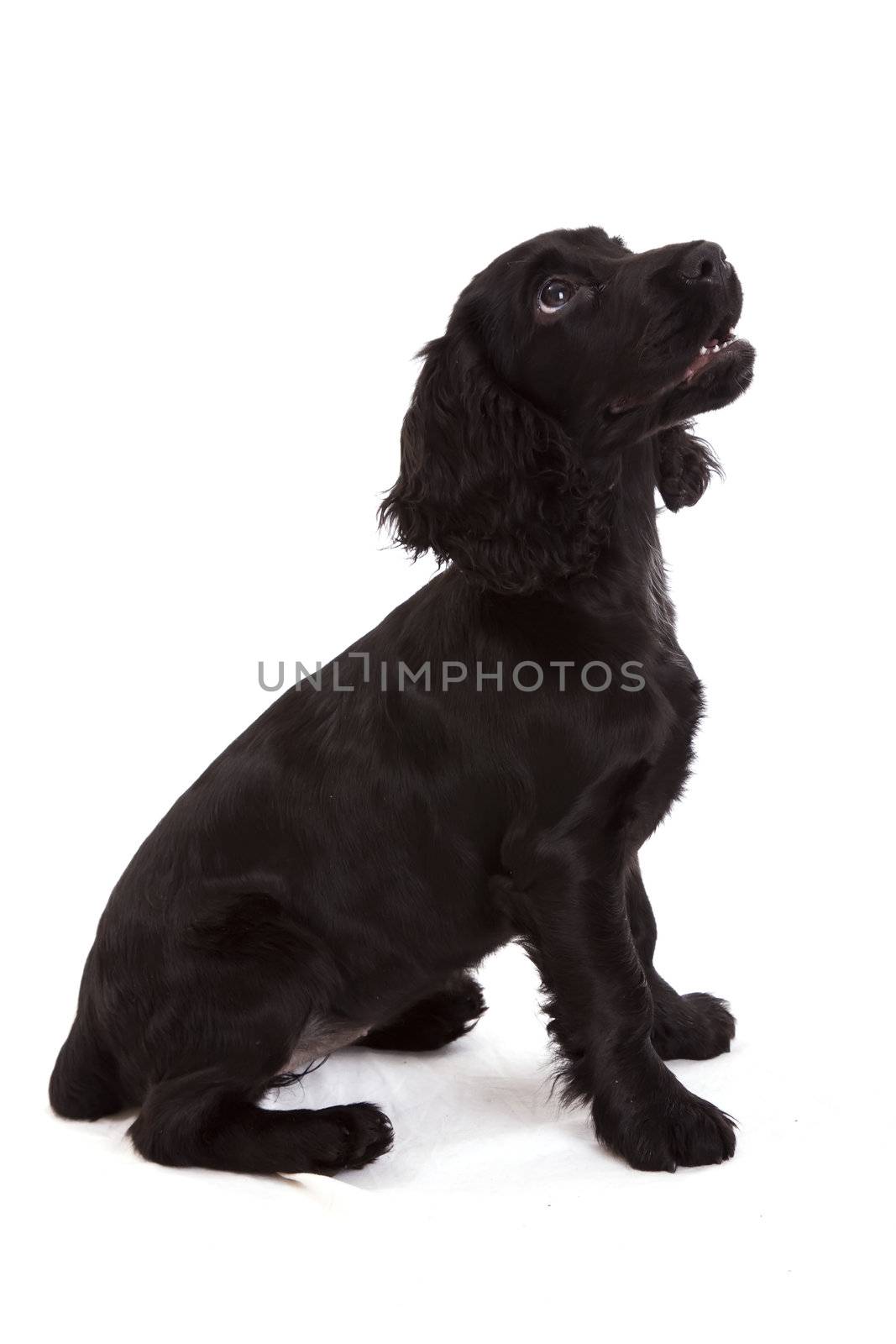 english Cocker Spaniel