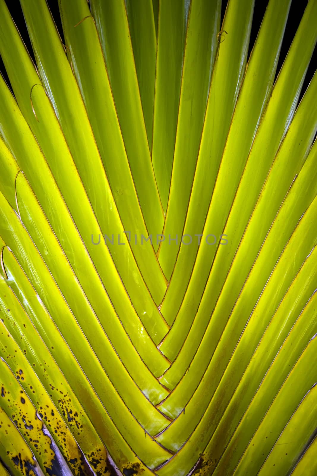 palm, a tropical tree