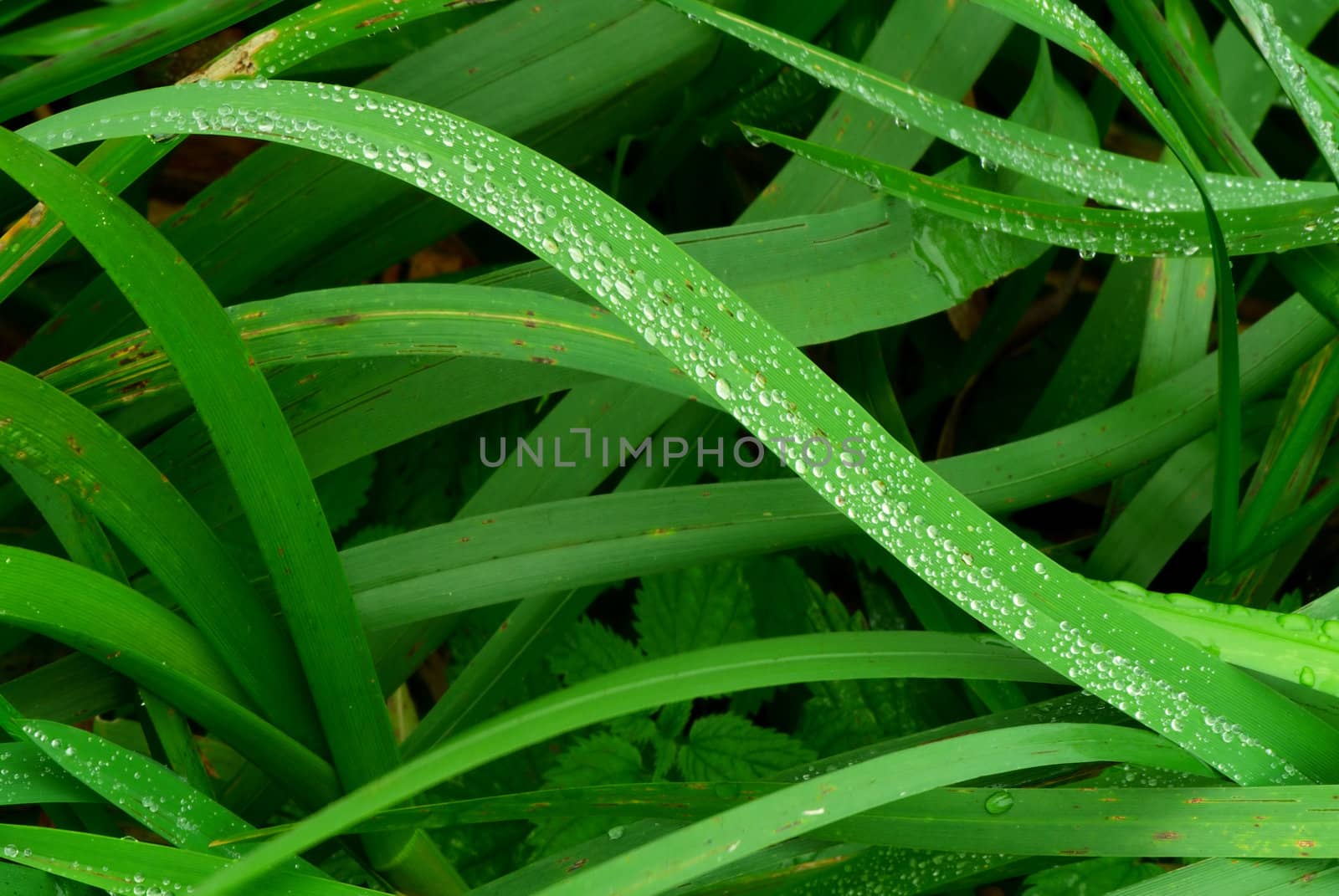 Grass - 1 by Kamensky