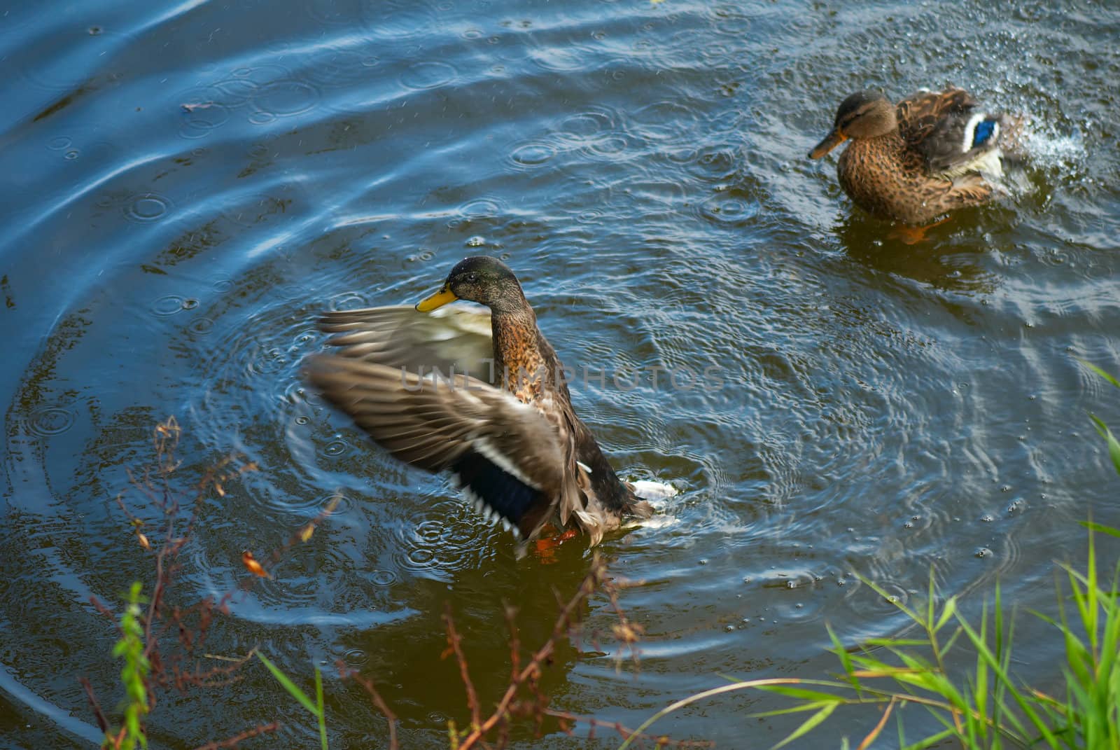 Bathing wild ducks. Morning on wood lake.