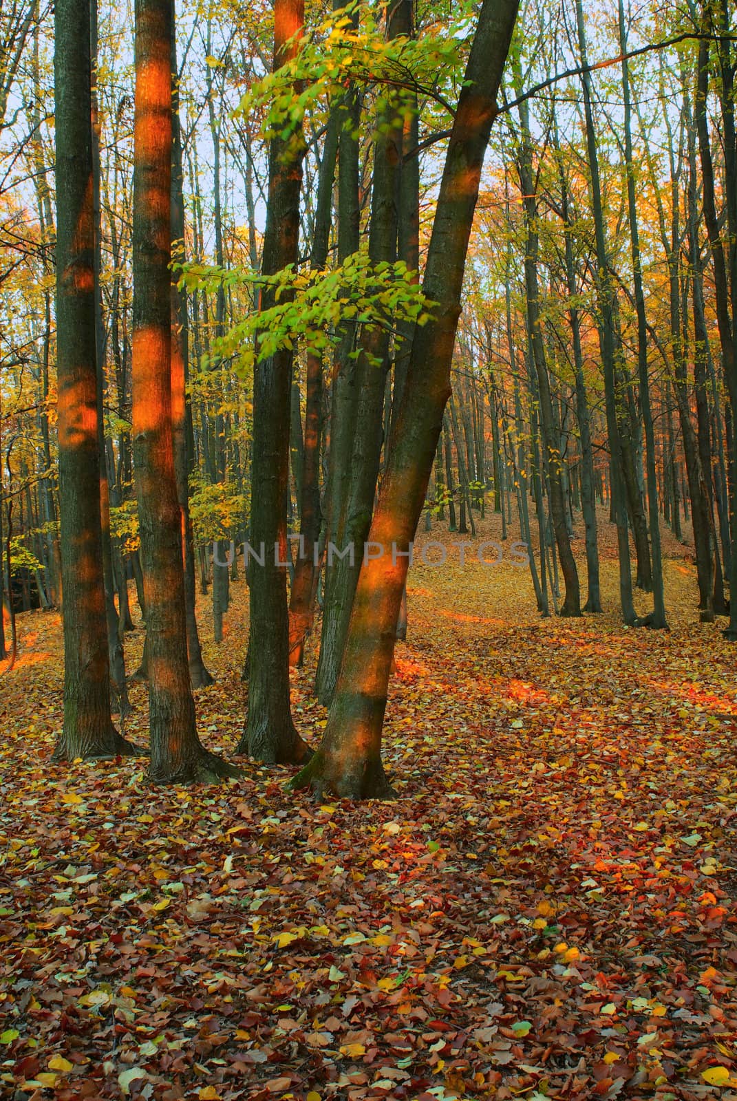 Autumn forest - 2 by Kamensky
