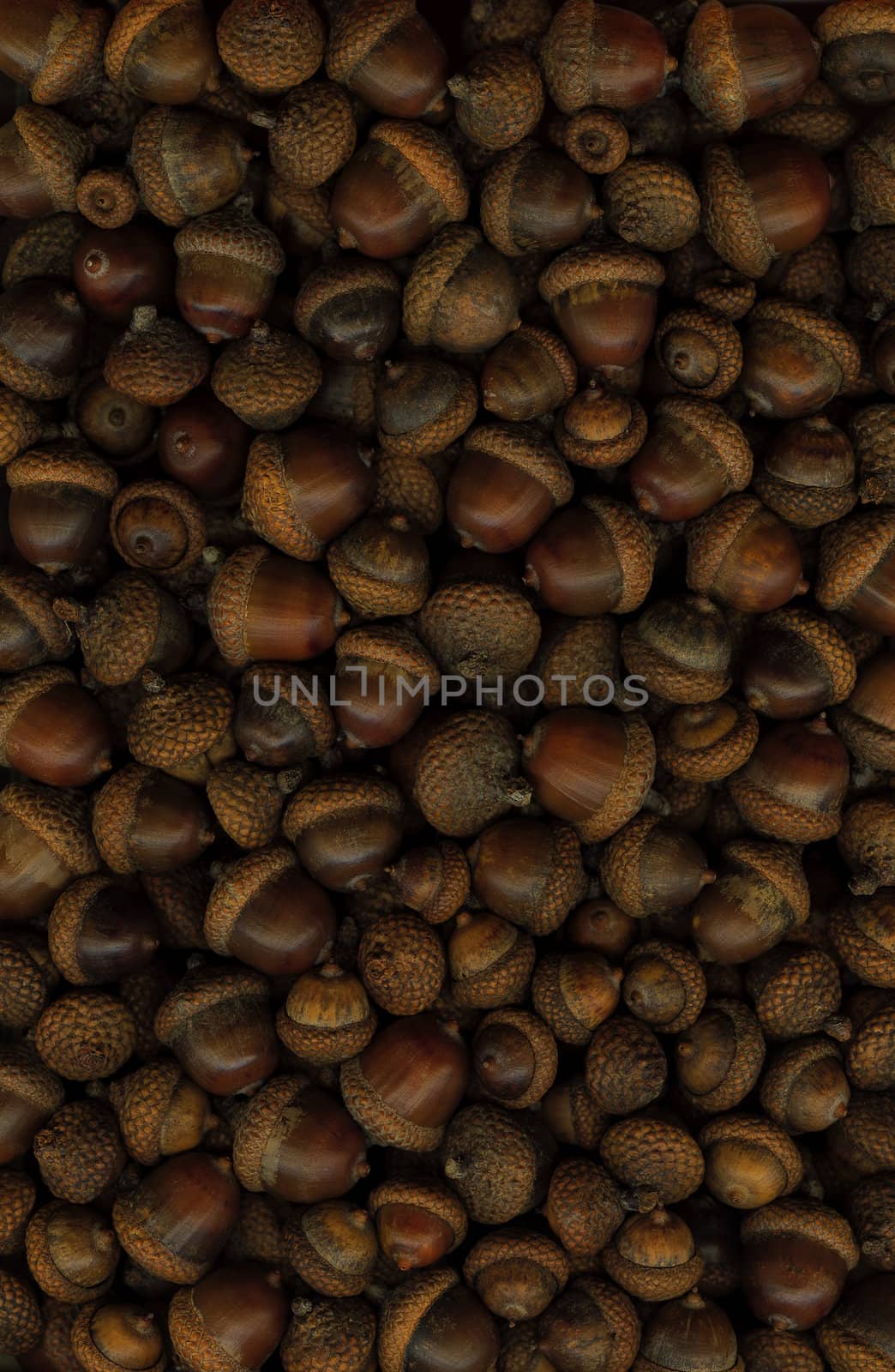 Large acorns. For use as a background