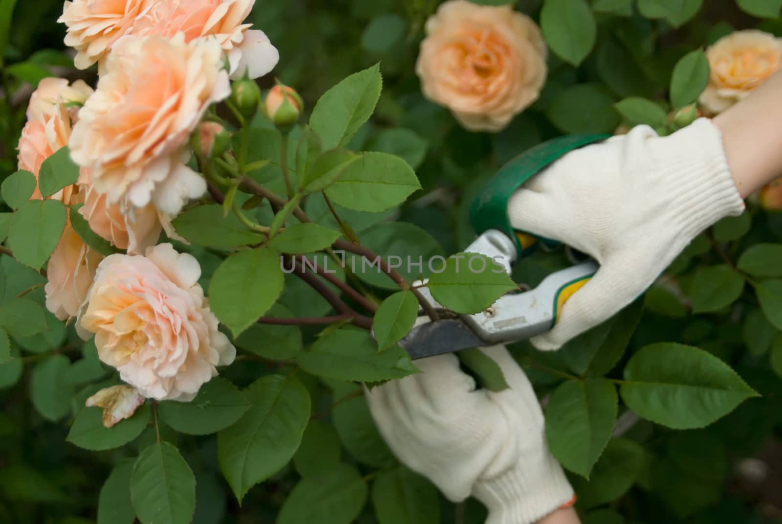 Hands in white gloves cutting a rose bush