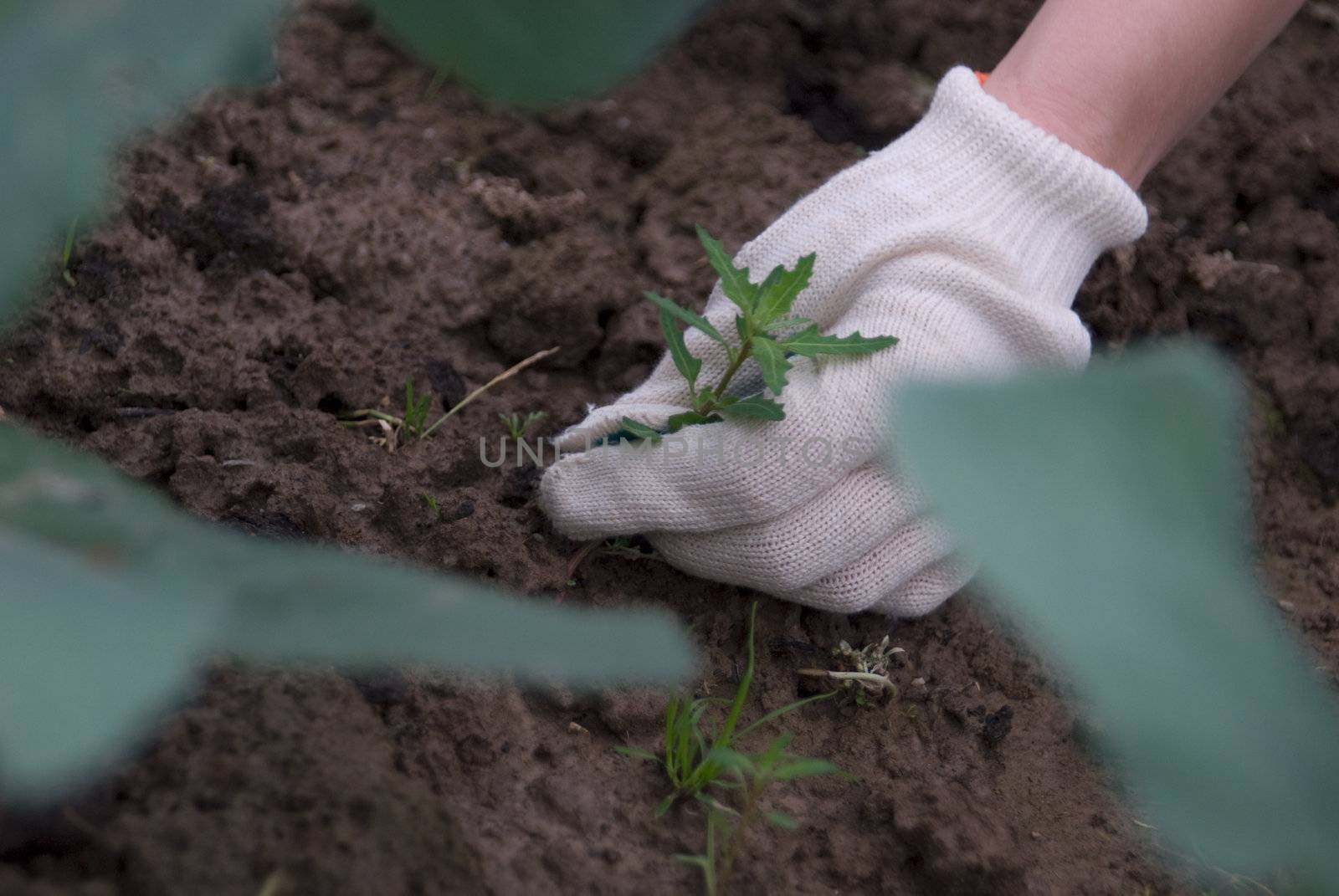 Hands in gloves digging up a weed