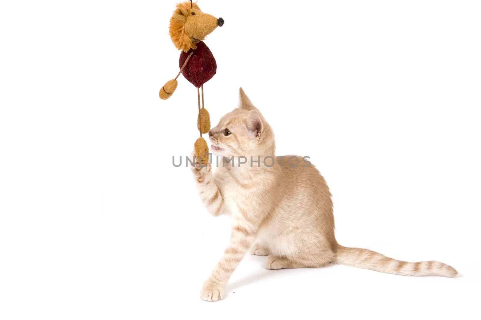 kitten is playing isolated on a white background