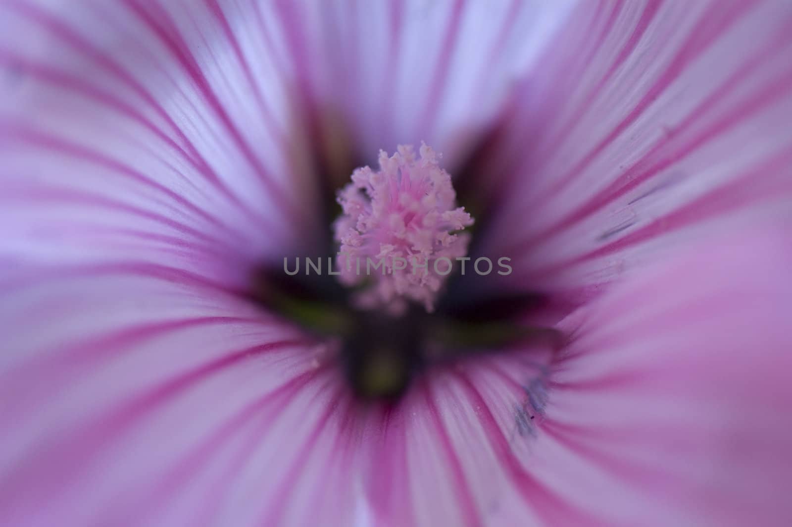 macroshot of pink flower
