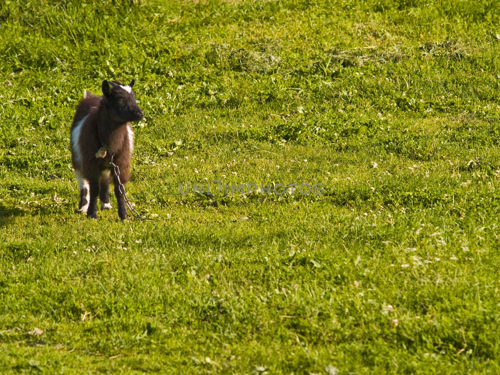 Lovely newborn white goat child on a green grass
