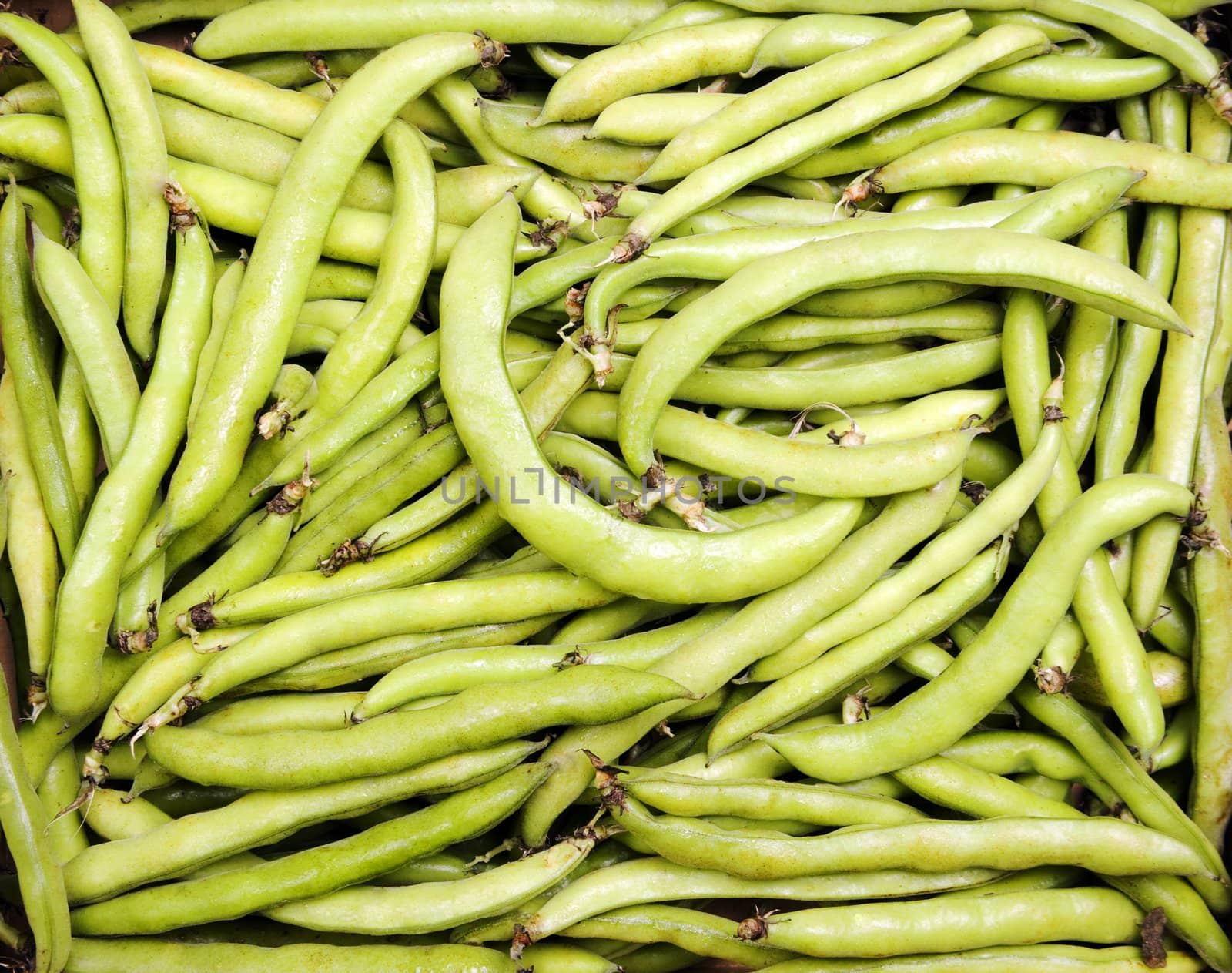 Crisp Green Fava Beans Filling the Frame