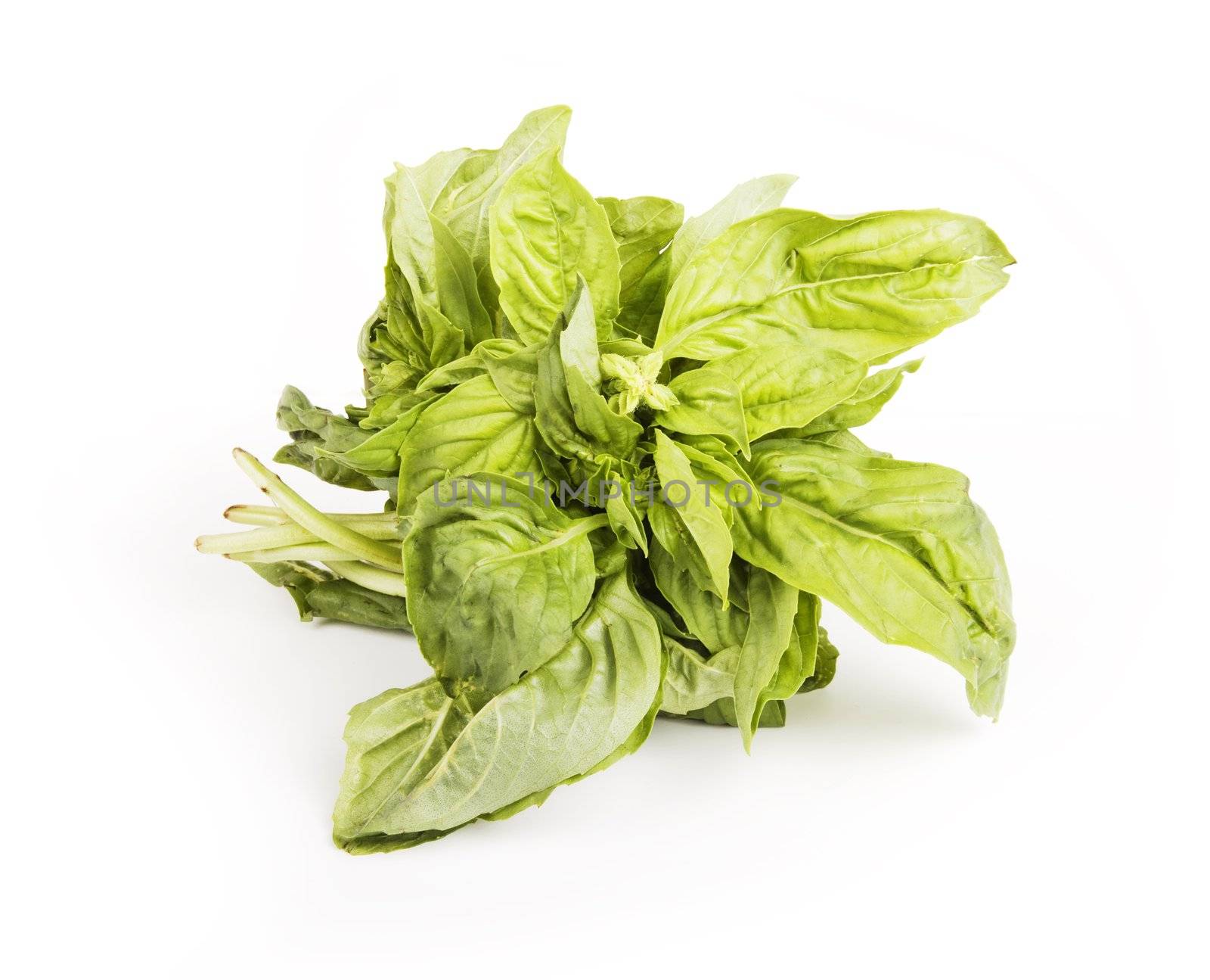 Small bundle of leafy green basil herb