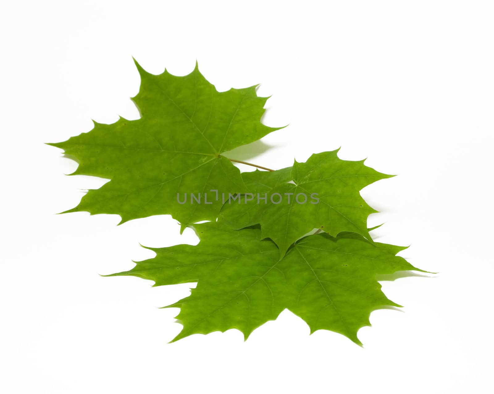 Green maple leaves isolated on white
