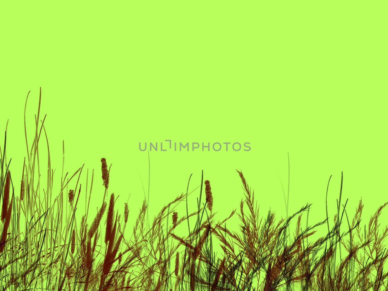 Grass and Reeds on Green Background  by bobbigmac