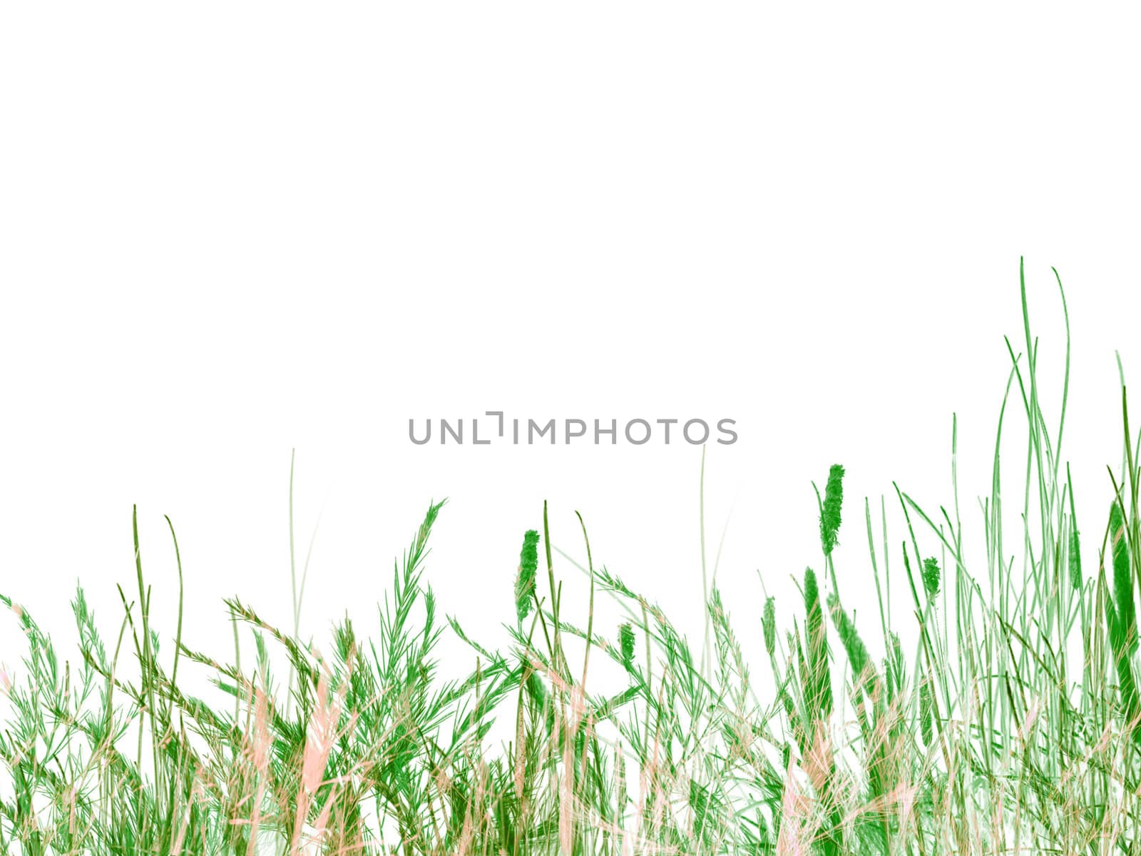 Green Grass and Reeds on White Background Texture Design As Footer