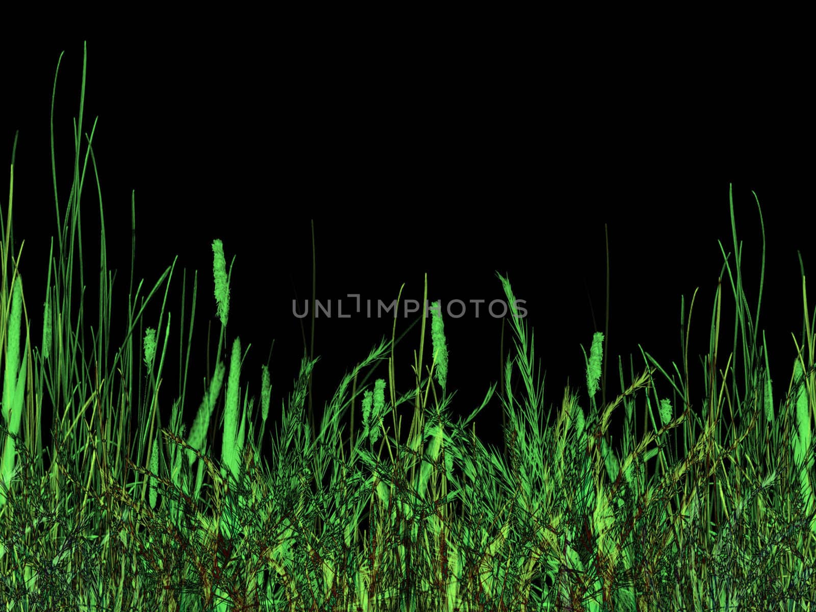 Green Grass at Night Illustration by bobbigmac