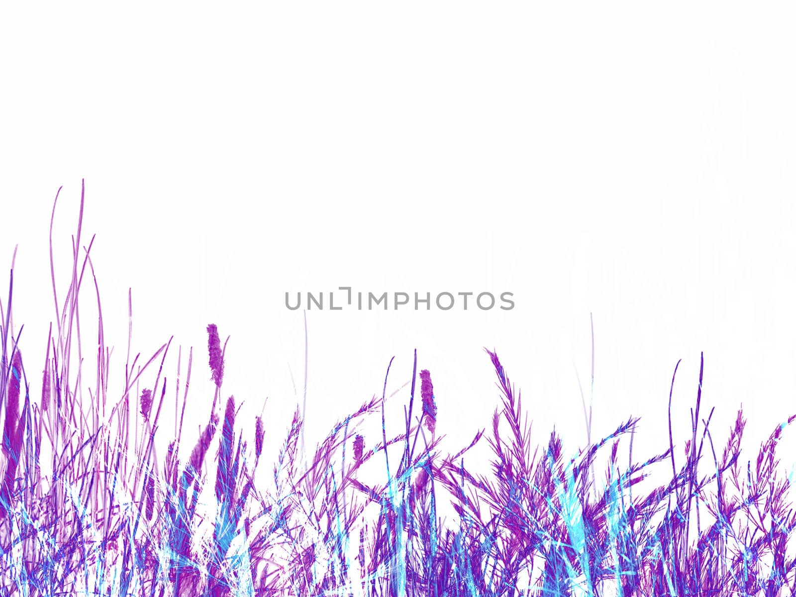 Lilac Purple Grass and Reed Illustration on White Background