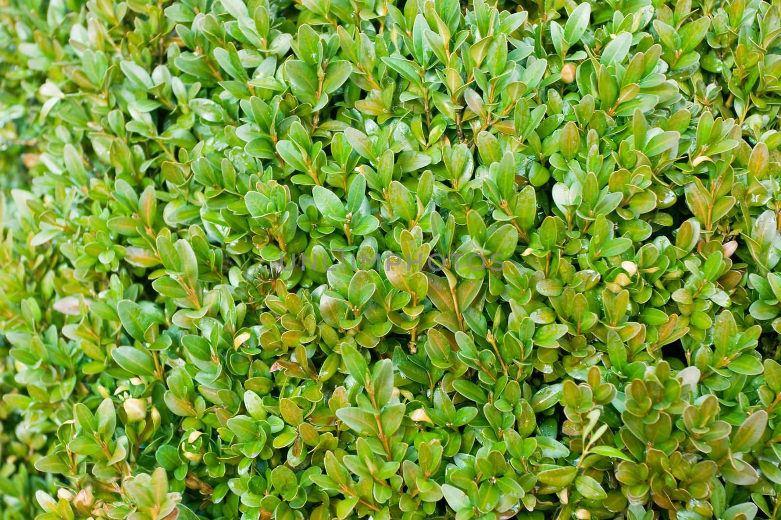 Boxwood hedge after rain closeup