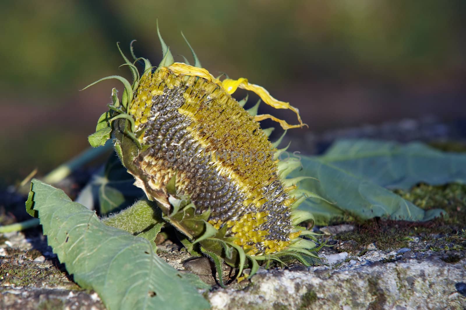 Image of the dry wild sunflower