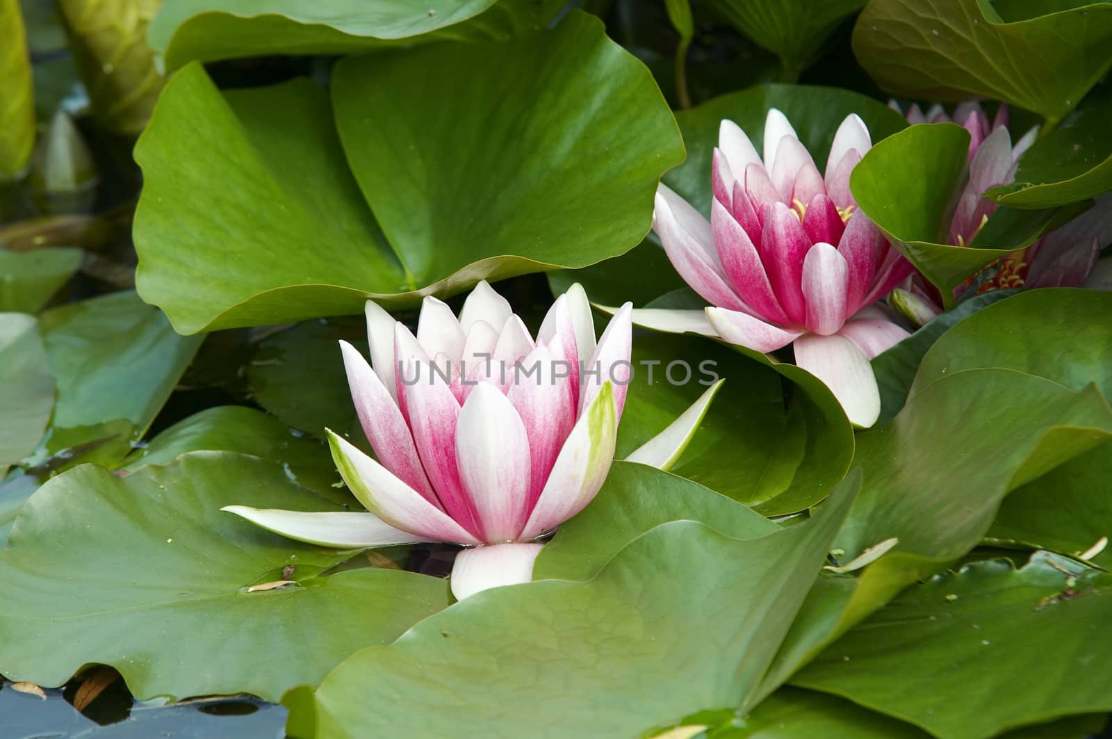 Shot of the white representative water lily on the water