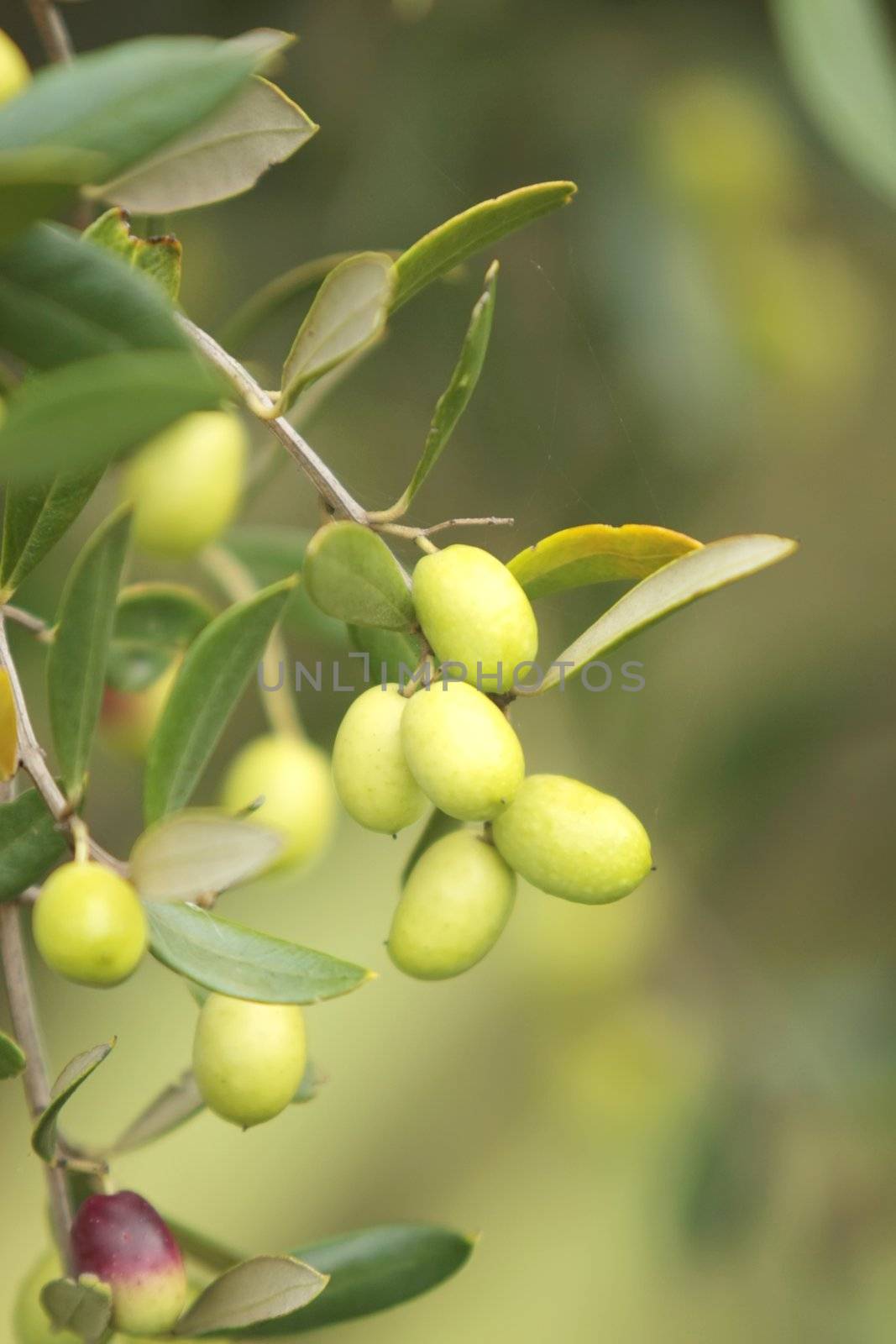 Olive branch on an organic farm garden tree