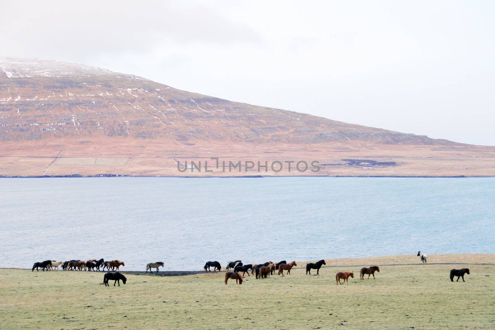 small icelandic horses by the fjord, december, Iceland