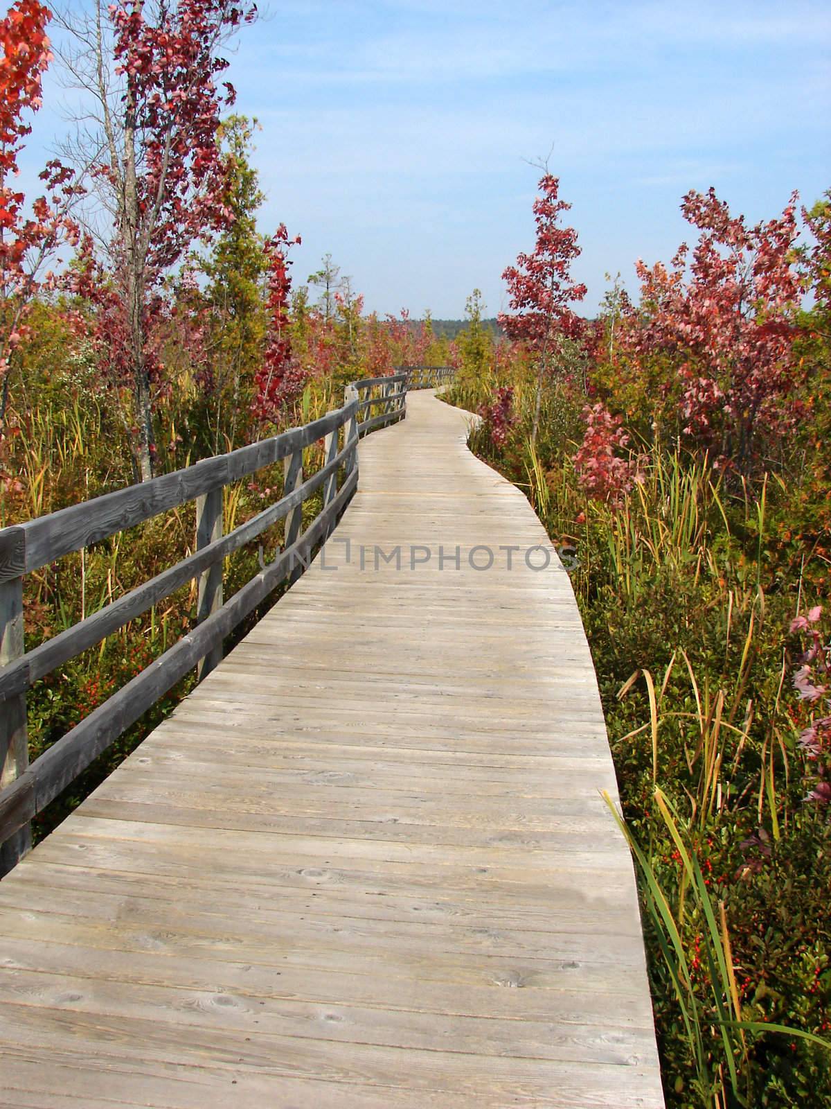 Path in marsh in Magog, Province of Quebec, canada