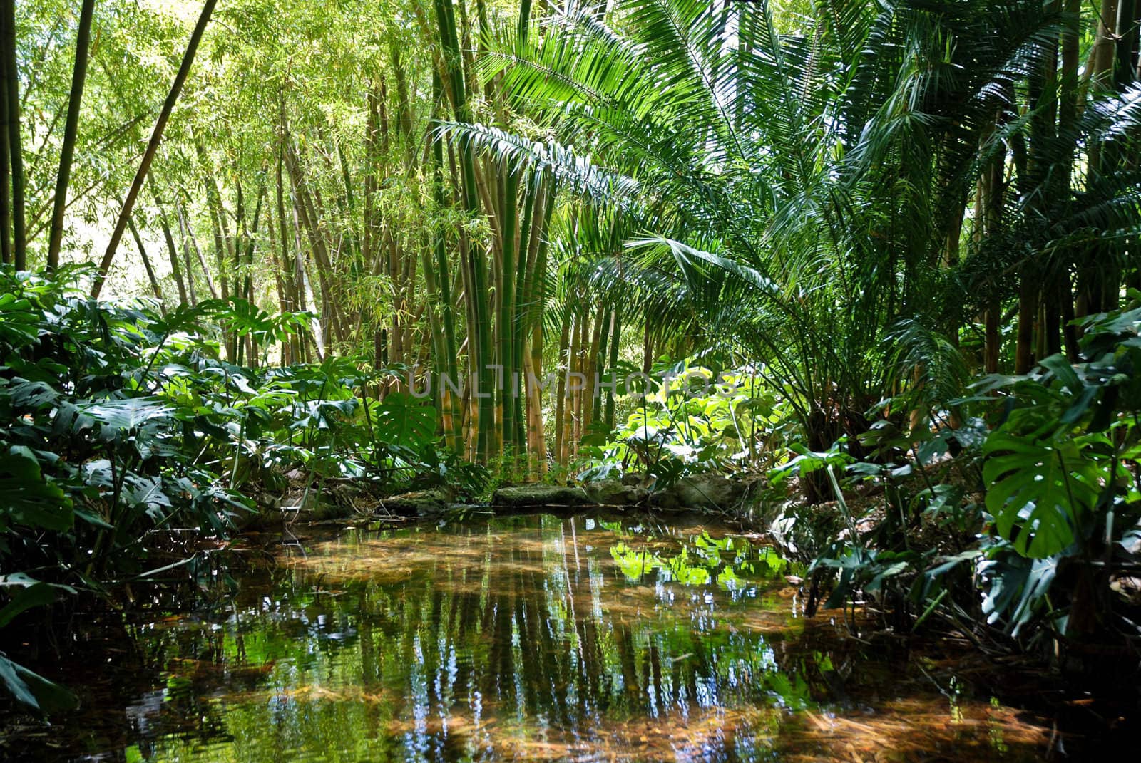 Jungle Scenery