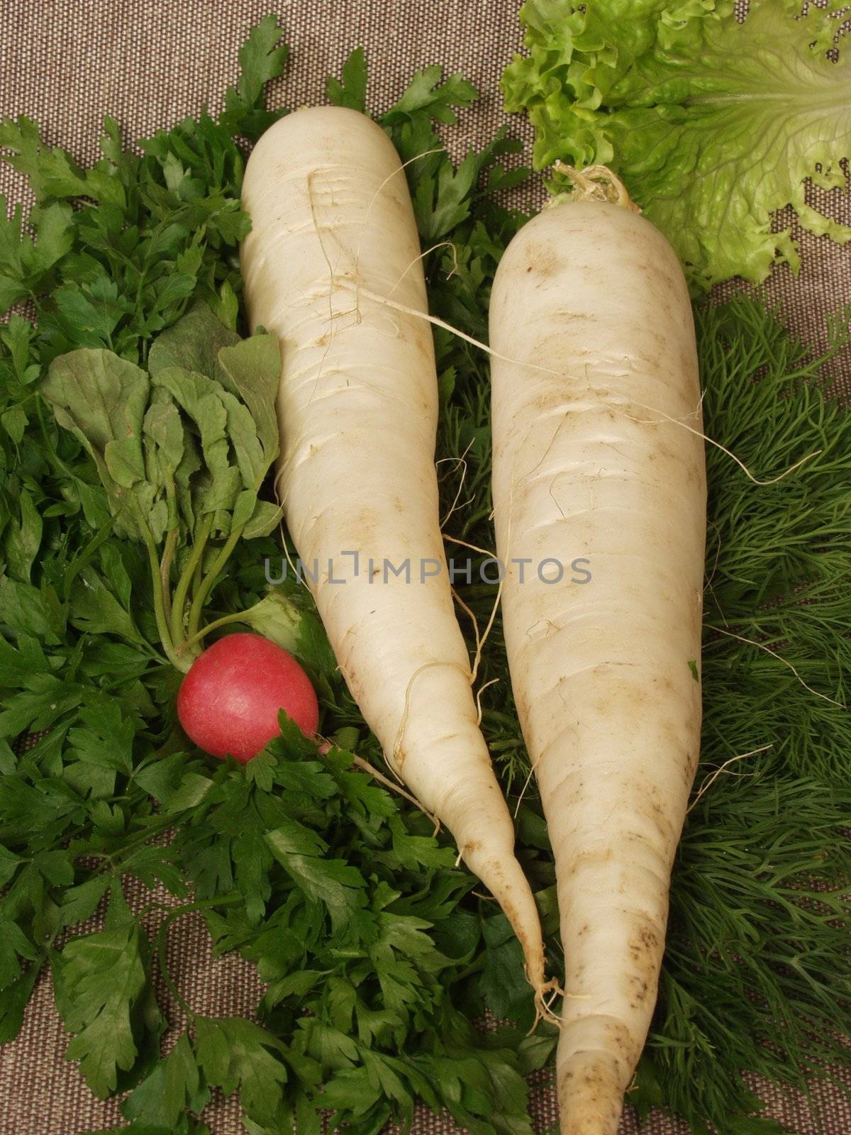 White radish with a parsley and fennel on a sacking    