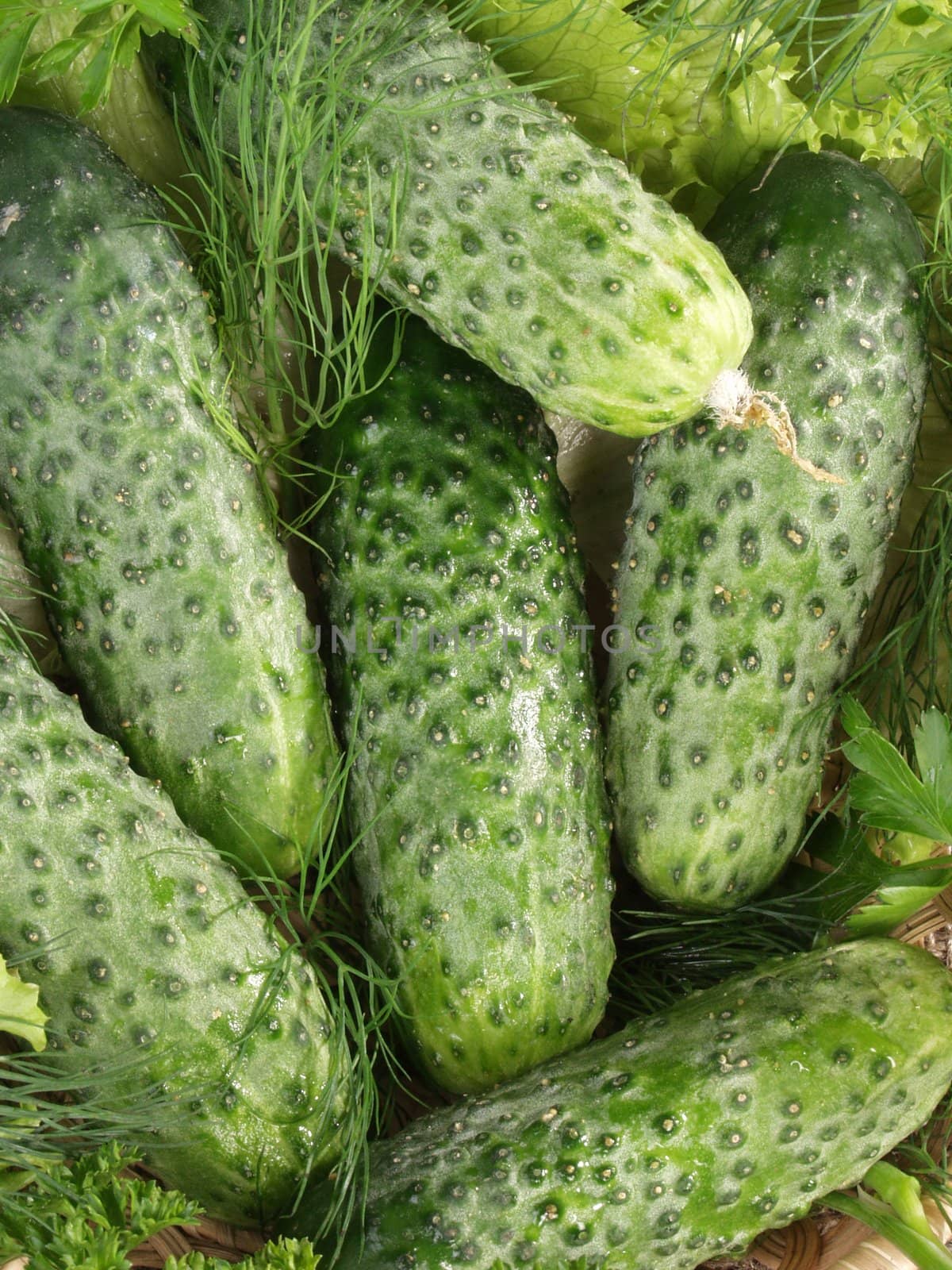 Only just broken cucumbers and fennel for salting       