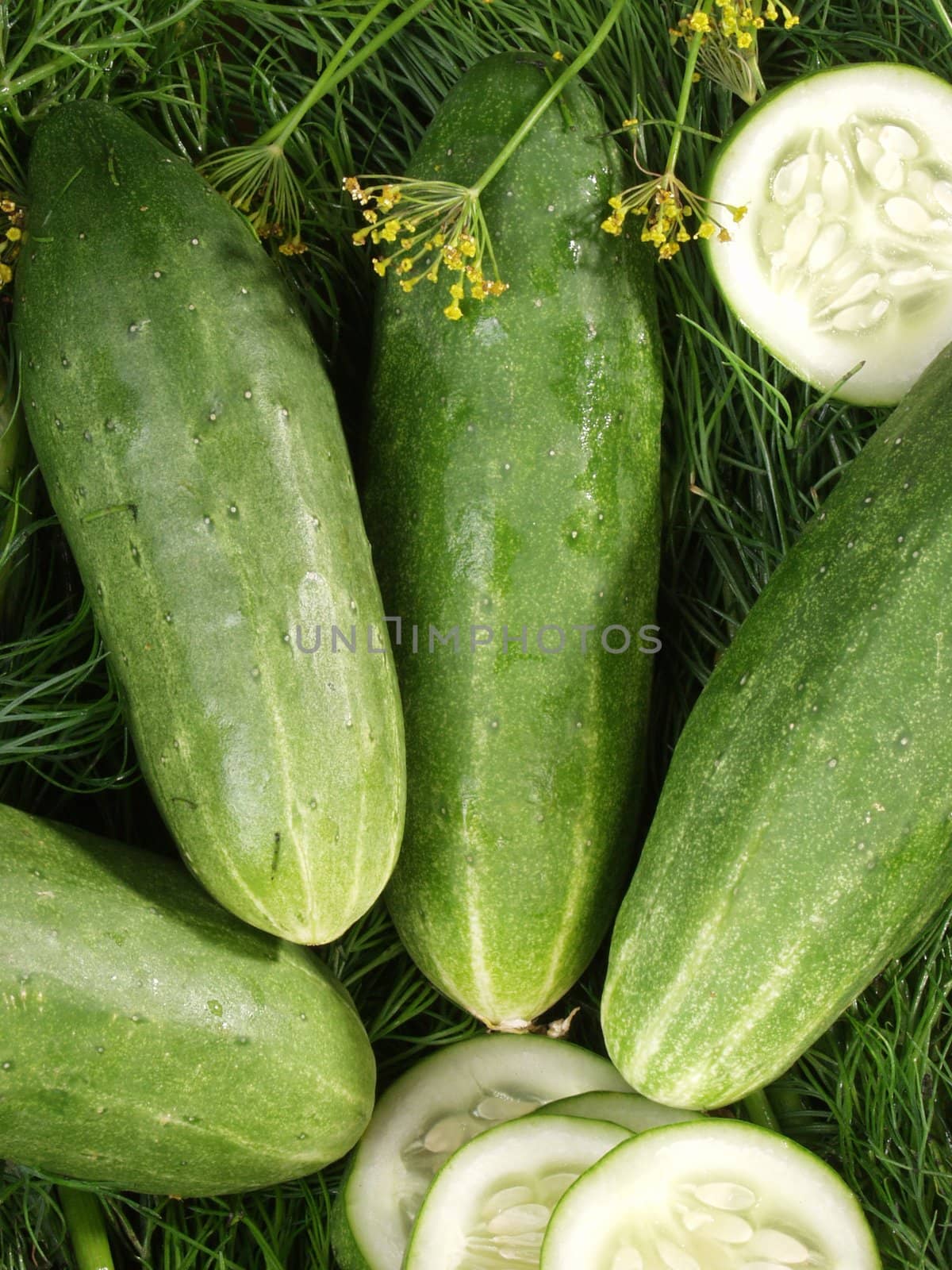 cucumbers by dyoma