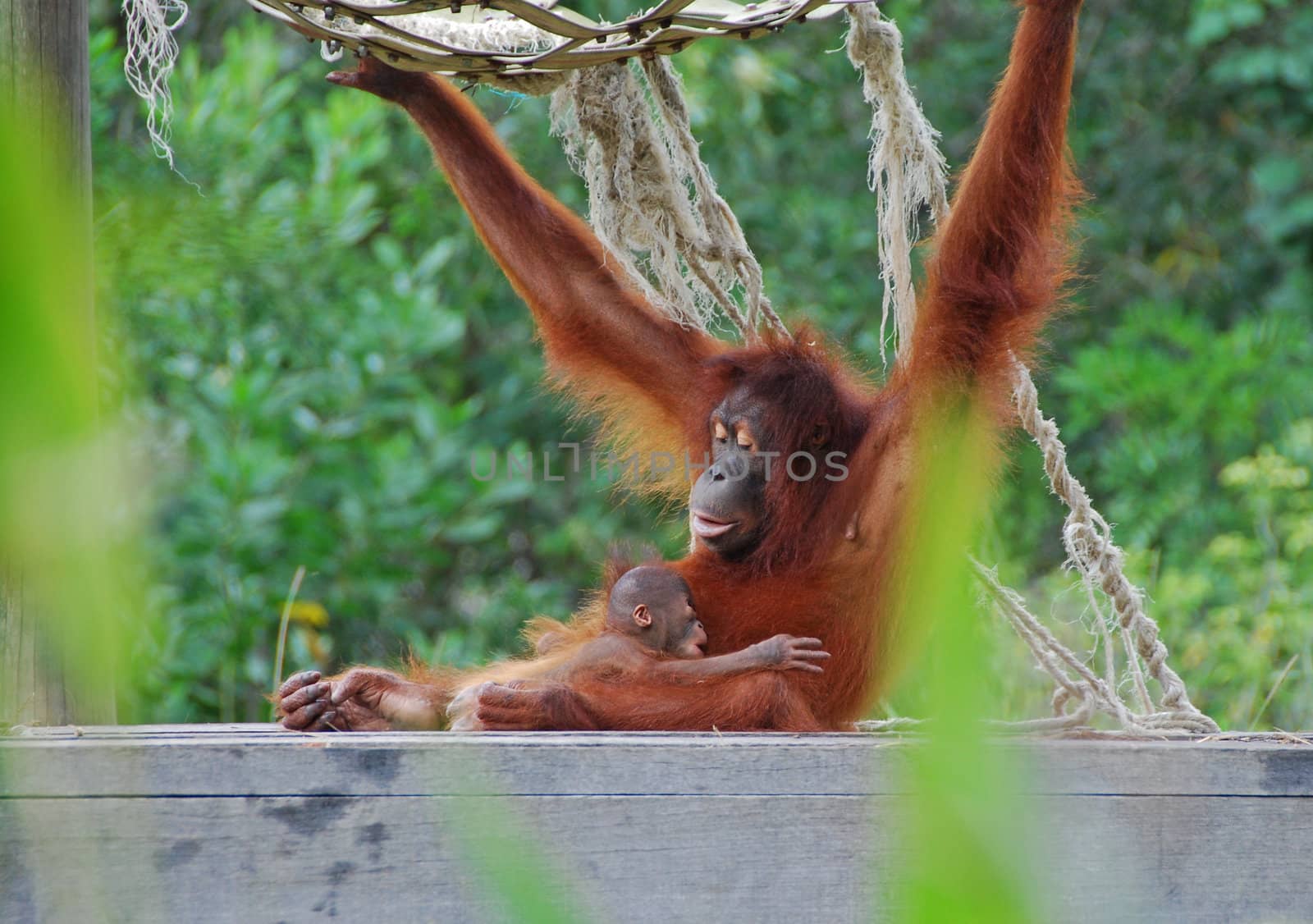 Clos-up of a mother and baby orang utan