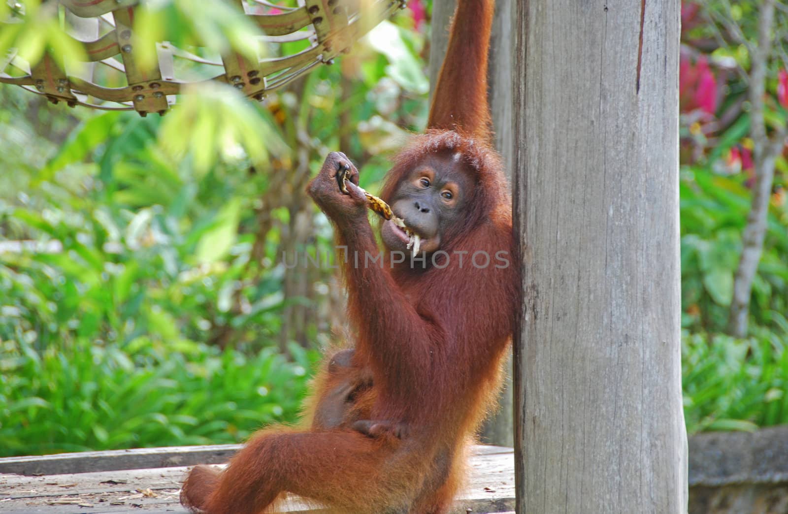 Mother and baby orang utan