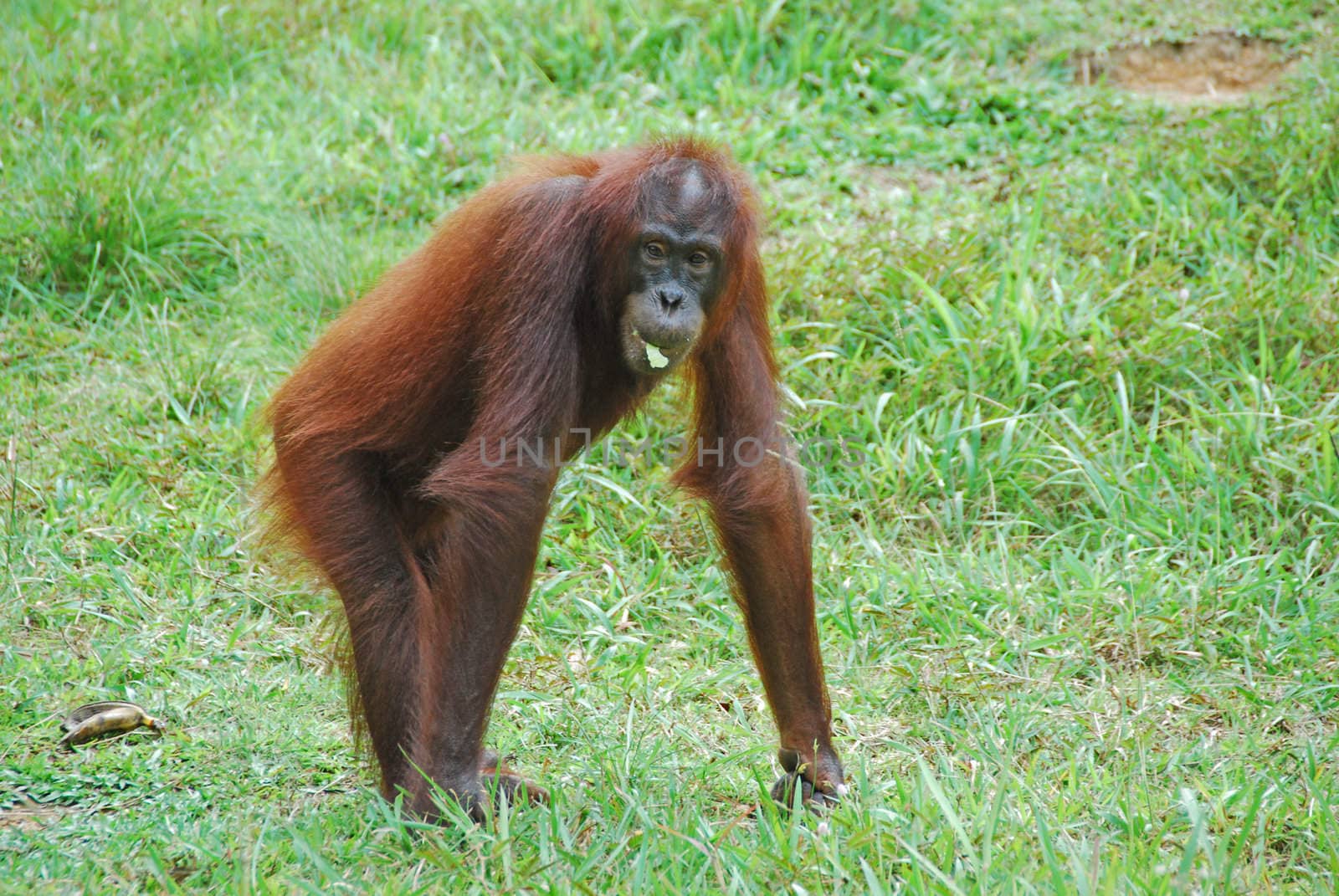 Orang utan in a field