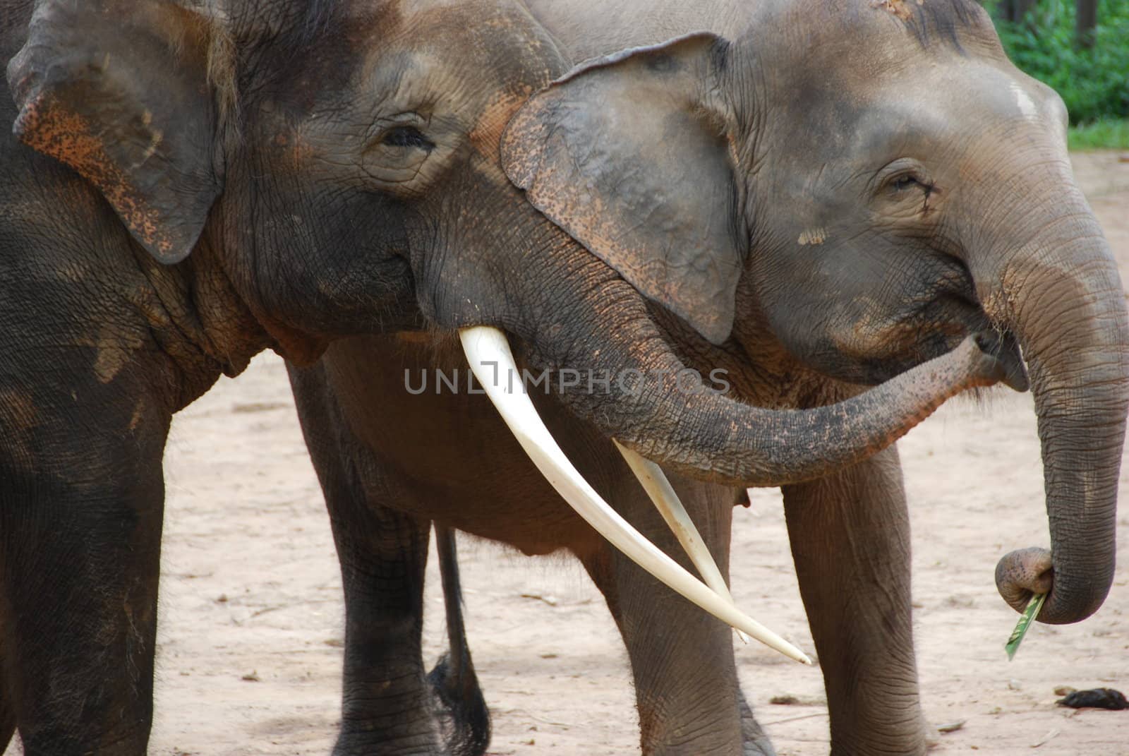 Asian Elephants A by photocdn39