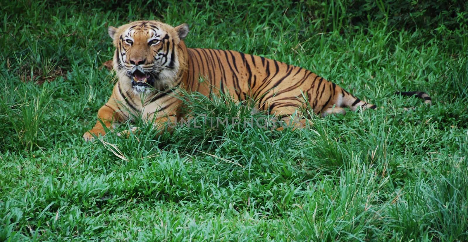 Asian tiger in a field